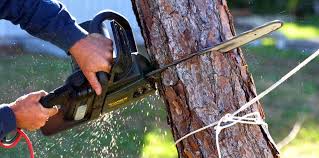 Drum Point, MD Tree Services Company